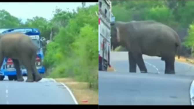 ಡ್ರೈವರಣ್ಣ ಬಸ್ ನಿಲ್ಸೋ, ನಾನು ಬರ್ತೀನಿ, ಕ್ವಾಟ್ಲೆ ಕೊಟ್ಟ ಗಜರಾಜ