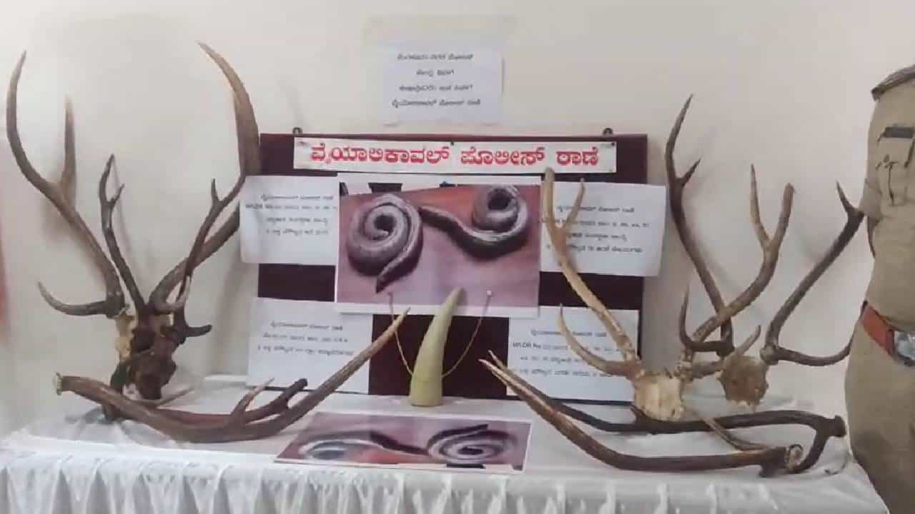ಬೆಂಗಳೂರು: ಜಿಂಕೆ ಕೊಂಬು, ಆನೆ ದಂತ, ಎರಡು ತಲೆ ಹಾವು ಸೇಲ್ ಮಾಡುತ್ತಿದ್ದ ಐವರು ಅರೆಸ್ಟ್ ಬೆಂಗಳೂರು: ಜಿಂಕೆ ಕೊಂಬು, ಆನೆ ದಂತ, ಎರಡು ತಲೆ ಹಾವು ಸೇಲ್ ಮಾಡುತ್ತಿದ್ದ ಐವರು ಅರೆಸ್ಟ್