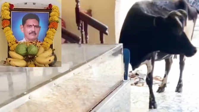 ಮೃತ ಮಾಲೀಕನ ದೇಹದ ಮುಂದೆ ಹಸುವಿನ ಆಕ್ರಂದನ