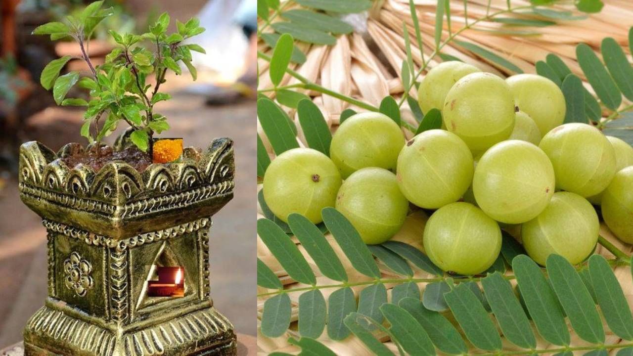 Tulsi Puja: ತುಳಸಿ ಮದುವೆಯಲ್ಲಿ ನೆಲ್ಲಿಕಾಯಿಯನ್ನು ಯಾಕೆ ಪೂಜಿಸಬೇಕು? ಚಳಿಗಾಲದಲ್ಲಿ ಇದನ್ನು ಸೇವನೆ ಮಾಡುವುದರಿಂದ ಸಿಗುವ ಆರೋಗ್ಯ ಪ್ರಯೋಜನಗಳೇನು?