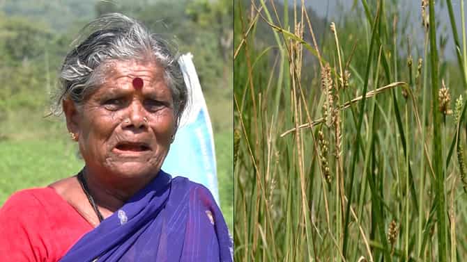 ಬರಗಾಲದಲ್ಲಿ ಚಿಗುರಿದ್ದ ರಾಗಿ ತೆನೆಗೆ ಕಾಡಂದಿ ಕಾಟ! ಪರಿಹಾರಕ್ಕೆ ರೈತ ಆಗ್ರಹ
