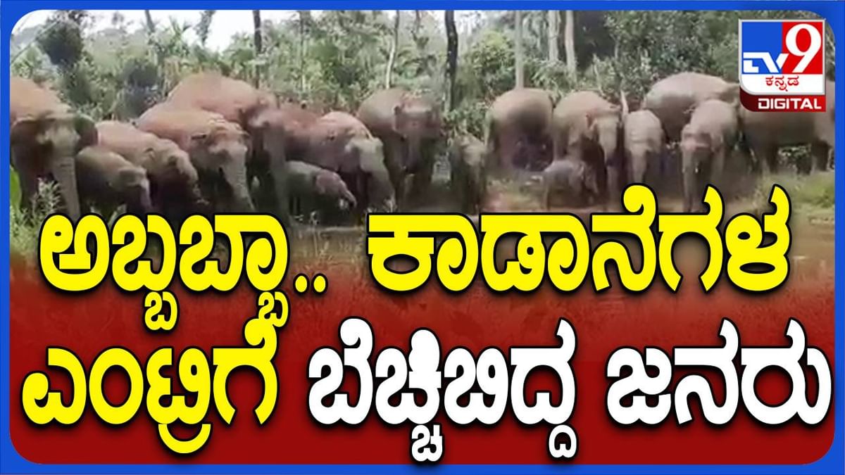 ಬೇಲೂರು ಬಳಿಯ ಕಾಫಿತೋಟಕ್ಕೆ ನುಗ್ಗಿದ್ದು ಒಂದಲ್ಲ ಎರಡಲ್ಲ; 25ಕ್ಕೂ ಹೆಚ್ಚು ಕಾಡಾನೆಗಳು!