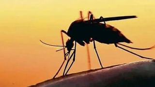 ನಾಯಿ ನರಿಗಳಂತೆ ಕಚ್ಚಾಡುತ್ತಿರೋದು ನಾವಲ್ಲ ಬಿಜೆಪಿಯವರು, ಅದಕ್ಕಾಗೇ ವಿರೋಧ ಪಕ್ಷ ನಾಯಕನನ್ನು ಆರಿಸಲಾಗುತ್ತಿಲ್ಲ: ಡಿಕೆ ಶಿವಕುಮಾರ್