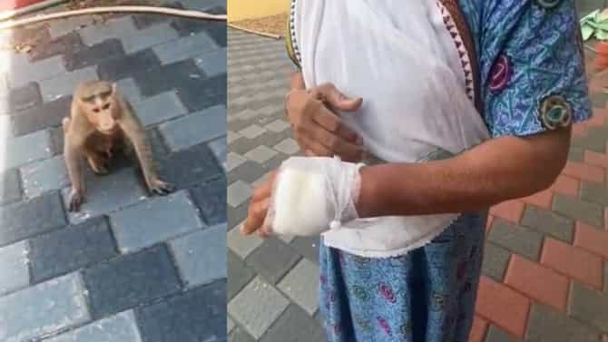 Video:ಮಂಗಳೂರು ಹೊರ ವಲಯದಲ್ಲೊಂದು ಆಗಂತುಕ ಕೋತಿ;ಲುಂಗಿ ಉಟ್ಟವರೇ ಟಾರ್ಗೆಟ್​