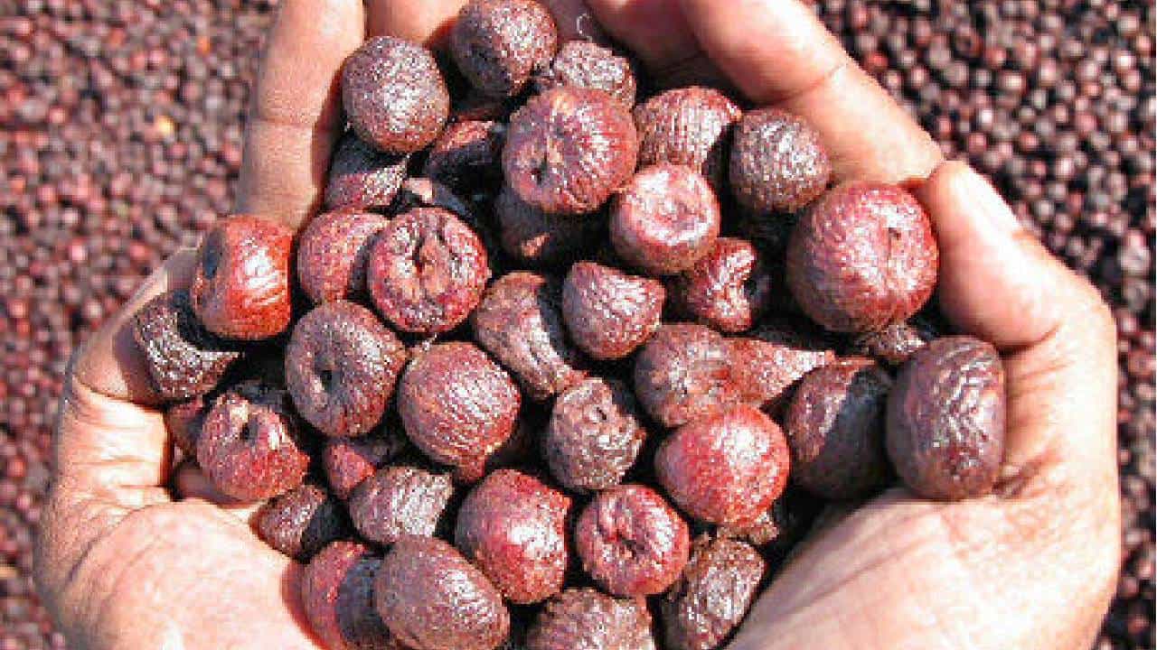 Arecanut Price 06 Dec: ಇಂದಿನ ಅಡಿಕೆ ಮತ್ತು ಕೋಕೋ ಧಾರಣೆ ಹೀಗಿದೆ Arecanut Price 06 Dec: ಇಂದಿನ ಅಡಿಕೆ ಮತ್ತು ಕೋಕೋ ಧಾರಣೆ ಹೀಗಿದೆ