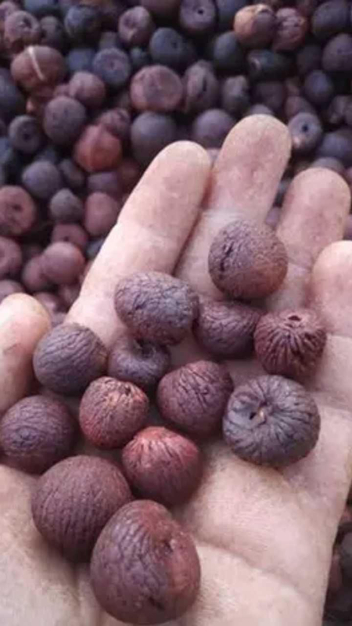 Arecanut 3