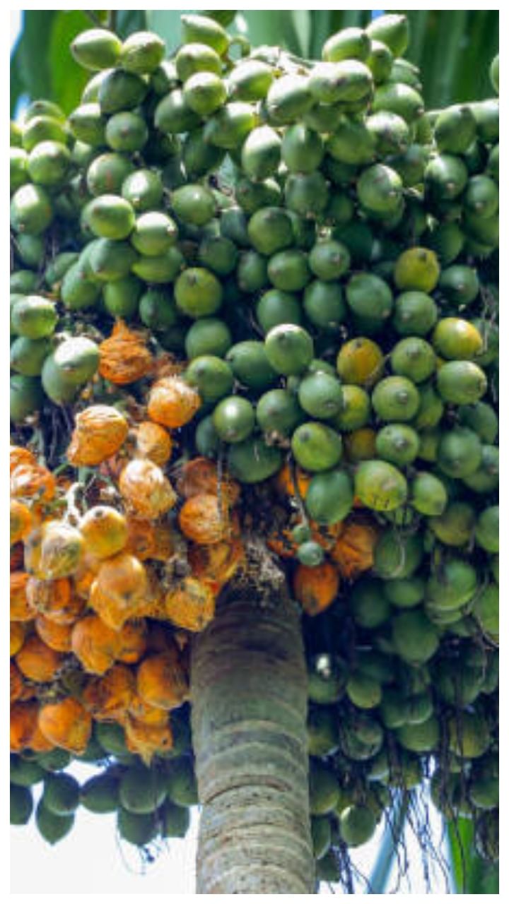 ಭದ್ರಾವತಿ ಅಡಿಕೆ ಧಾರಣೆ