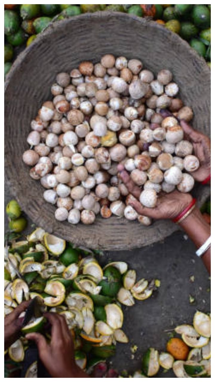 ಹೊನ್ನಾಳಿ ಅಡಿಕೆ ಧಾರಣೆ