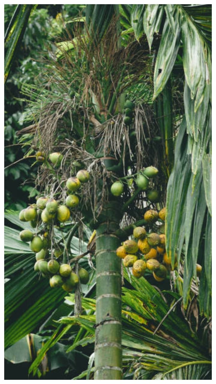 ಗುಬ್ಬಿ ಅಡಿಕೆ ಧಾರಣೆ