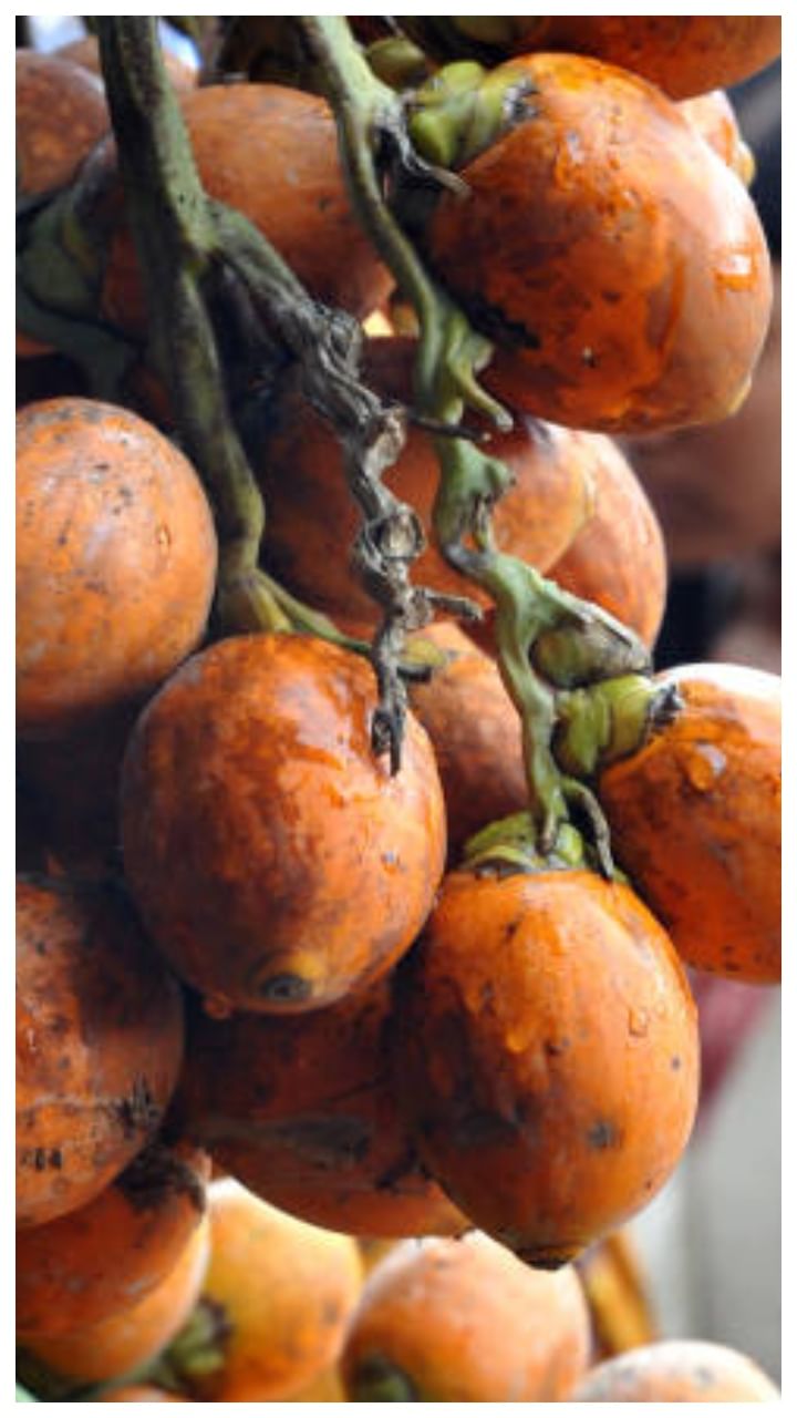 ಬಂಟ್ವಾಳ ಅಡಿಕೆ ಧಾರಣೆ
