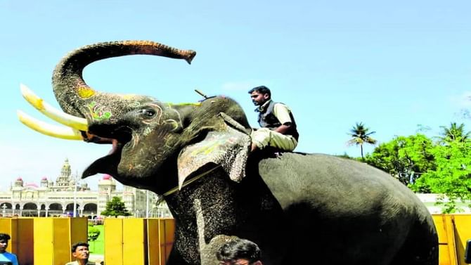ಅರ್ಜುನ ಆನೆ ಸಾವು, ಕೊನೆ ಕ್ಷಣದಲ್ಲಿ ಆಗಿದ್ದೇನು?;ಇಲ್ಲಿದೆ ಸಂಪೂರ್ಣ ಮಾಹಿತಿ