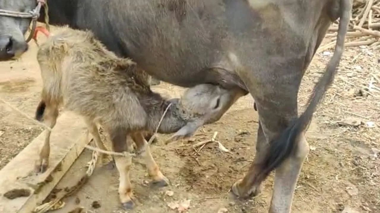 ಈ ಆಧುನಿಕ ಯುಗದಲ್ಲೂ ಕೆಲವು ಹಳ್ಳಿಗಳ ಜನರು ಇಂತಹ ಮೂಢನಂಬಿಕೆಯಿಂದ ತಮ್ಮ ಆದಾಯವನ್ನು ಕಳೆದುಕೊಳ್ಳುತ್ತಿದ್ದಾರೆ. ಜನಜಾಗೃತಿ ಮುಖಂಡರು ಈ ಗ್ರಾಮಕ್ಕೆ ಬಂದು ಜಾಗೃತಿ ಮೂಡಿಸಿದರೆ ತಮಗೂ ಆದಾಯ ಬರುವ ಸಾಧ್ಯತೆ ಇದೆ ಎನ್ನುತ್ತಾರೆ ಕೆಲವರು.
