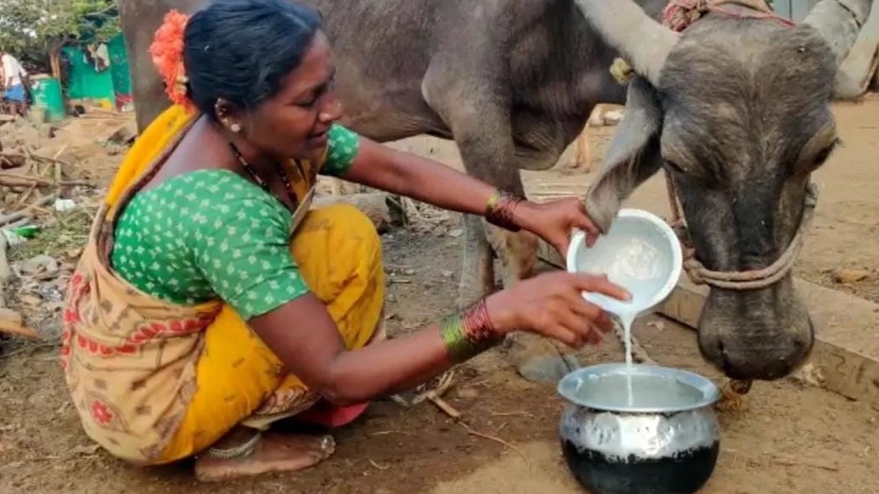  ಹೈನುಗಾರಿಕೆಯಿಂದ ಬರುವ ಆದಾಯದಿಂದ ಅನೇಕ ರೈತರು ಆರ್ಥಿಕವಾಗಿ ಅಭಿವೃದ್ಧಿ ಹೊಂದುತ್ತಿದ್ದಾರೆ. ಅವರು ತಮ್ಮ ಆದಾಯವನ್ನು ಹೆಚ್ಚಿಸುವುದು ಮಾತ್ರವಲ್ಲದೆ ಇತರರಿಗೂ ಆದಾಯದ ಮಾರ್ಗವನ್ನು ತೋರಿಸುತ್ತಿದ್ದಾರೆ. ಆದರೆ ಕರ್ನೂಲು ಜಿಲ್ಲೆಯ ಹಳ್ಳಿಯೊಂದರಲ್ಲಿ ಹಾಲು ಮಾರುವುದು ಪಾಪ ಎನ್ನಲಾಗುತ್ತಿದೆ! (Buying And Selling Of Milk)
