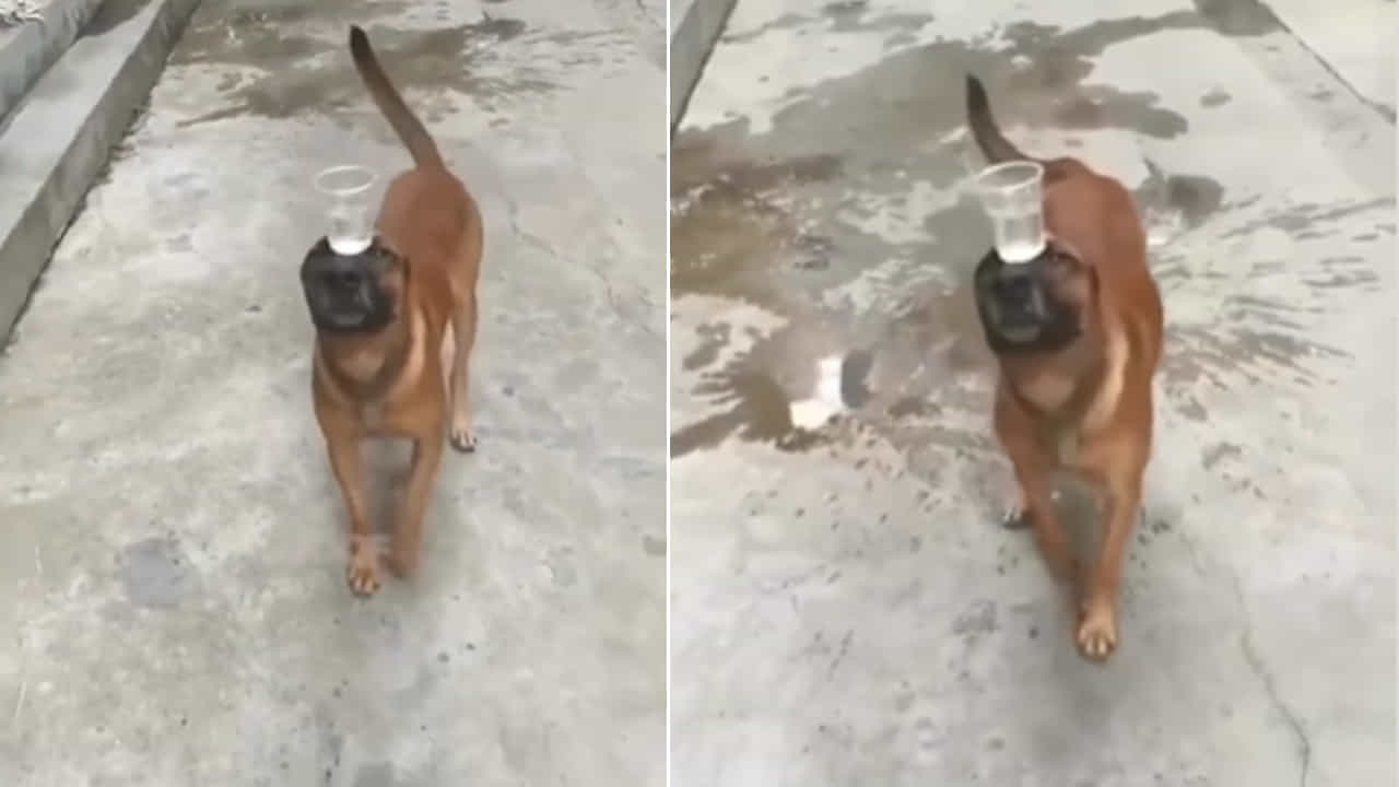 Viral Video: ಈ ರೀತಿ ಹಣೆ ಮೇಲೆ ನೀರು ತುಂಬಿದ ಗ್ಲಾಸ್ ಇಟ್ಟು ಬ್ಯಾಲೆನ್ಸ್ ಮಾಡುತ್ತಾ ನಡೆಯೋಕೇ ನಿಮ್ಮಿಂದ ಸಾಧ್ಯವೇ? Viral Video: ಈ ರೀತಿ ಹಣೆ ಮೇಲೆ ನೀರು ತುಂಬಿದ ಗ್ಲಾಸ್ ಇಟ್ಟು ಬ್ಯಾಲೆನ್ಸ್ ಮಾಡುತ್ತಾ ನಡೆಯೋಕೇ ನಿಮ್ಮಿಂದ ಸಾಧ್ಯವೇ?