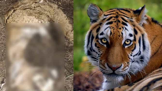 2 ಹುಲಿಗಳ ಮೃತದೇಹ ಪತ್ತೆ ಕೇಸ್​;ವಿಷವಿಕ್ಕಿ ಕೊಂದ್ರ ಅಕ್ಕ-ಪಕ್ಕದ ಜಮೀನಿನವರು