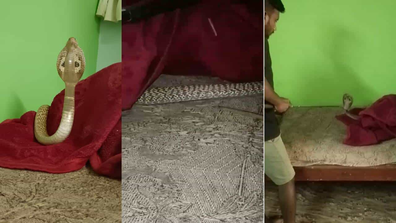 ತುಮಕೂರು: ಕಂಬಾಳಪುರ ಗ್ರಾಮದ ಮನೆಯೊಂದರ ಬೆಡ್ ಮೇಲೆ ನಾಗರಹಾವು ಪ್ರತ್ಯಕ್ಷ ತುಮಕೂರು: ಕಂಬಾಳಪುರ ಗ್ರಾಮದ ಮನೆಯೊಂದರ ಬೆಡ್ ಮೇಲೆ ನಾಗರಹಾವು ಪ್ರತ್ಯಕ್ಷ