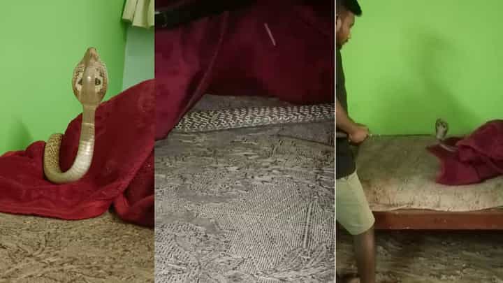 ತುಮಕೂರು: ಕಂಬಾಳಪುರ ಗ್ರಾಮದ ಮನೆಯೊಂದರ ಬೆಡ್ ಮೇಲೆ ನಾಗರಹಾವು ಪ್ರತ್ಯಕ್ಷ ತುಮಕೂರು: ಕಂಬಾಳಪುರ ಗ್ರಾಮದ ಮನೆಯೊಂದರ ಬೆಡ್ ಮೇಲೆ ನಾಗರಹಾವು ಪ್ರತ್ಯಕ್ಷ