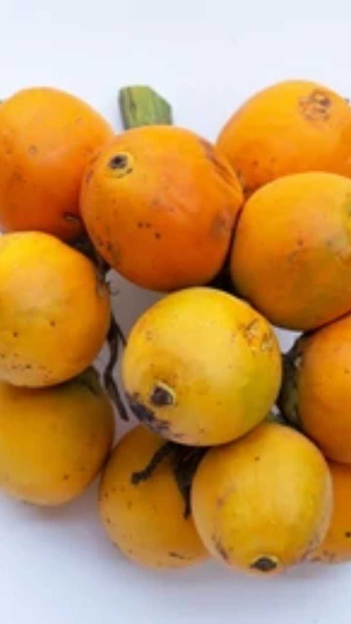 Cocoa 3