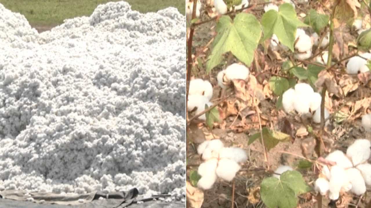 ಬೆಲೆ ಕುಸಿತ: ಹತ್ತಿ ಬೆಳೆಗಾರರಿಗೆ ಶಾಕ್, ಕಂಗಲಾದ ಯಾದಗಿರಿ ರೈತರು ಬೆಲೆ ಕುಸಿತ: ಹತ್ತಿ ಬೆಳೆಗಾರರಿಗೆ ಶಾಕ್, ಕಂಗಲಾದ ಯಾದಗಿರಿ ರೈತರು