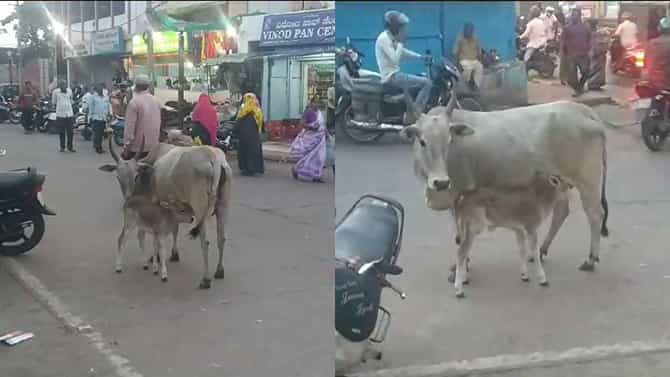 ಕರುಳಿ‌ನ ಕುಡಿ ರಕ್ಷಣೆಗೆ ತಾಯಿ ಆಕಳು ಹೋರಾಟ; ಇಲ್ಲಿದೆ ಮನಕಲುಕುವ ದೃಶ್ಯ
