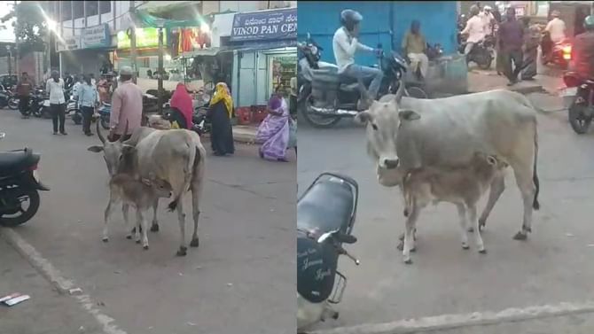 ಕರುಳಿನ ಕುಡಿ ರಕ್ಷಣೆಗೆ ತಾಯಿ ಆಕಳು ಹೋರಾಟ; ಇಲ್ಲಿದೆ ಮನಕಲುಕುವ ದೃಶ್ಯ ಕರುಳಿನ ಕುಡಿ ರಕ್ಷಣೆಗೆ ತಾಯಿ ಆಕಳು ಹೋರಾಟ; ಇಲ್ಲಿದೆ ಮನಕಲುಕುವ ದೃಶ್ಯ