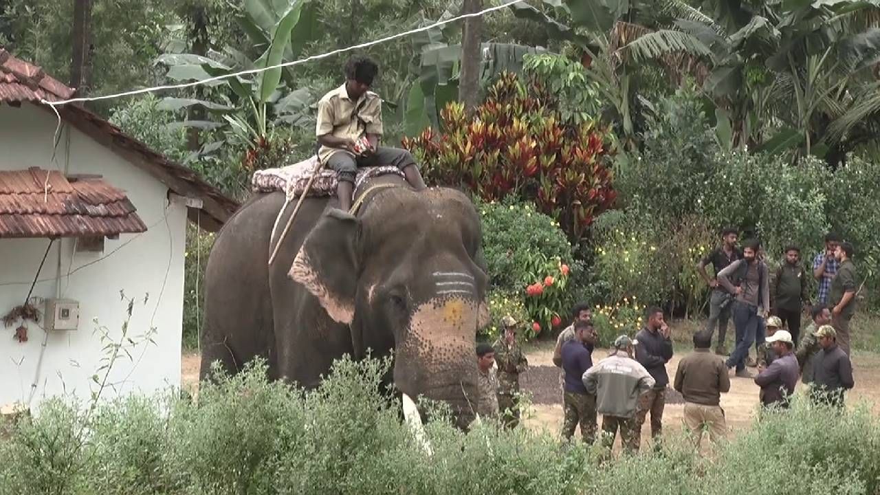 ಅರಣ್ಯ ಇಲಾಖೆ ಸಿಬ್ಬಂದಿ ಪ್ರಮಾದದಿಂದ ಅರ್ಜುನ ಬಲಿ? ಆನೆ ಸಾವಿನ ಸತ್ಯ ಬಿಚ್ಚಿಟ್ಟ ಮಾವುತ