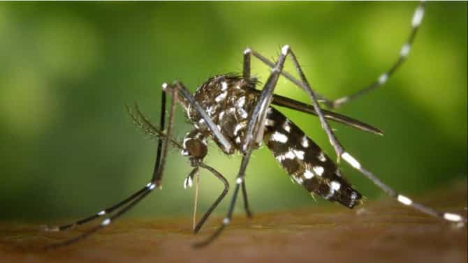 ರಾಜಧಾನಿ ಬೆಂಗಳೂರಿನಲ್ಲಿ ಡೆಂಗ್ಯೂ ಪ್ರಕರಣ ಹೆಚ್ಚಳ