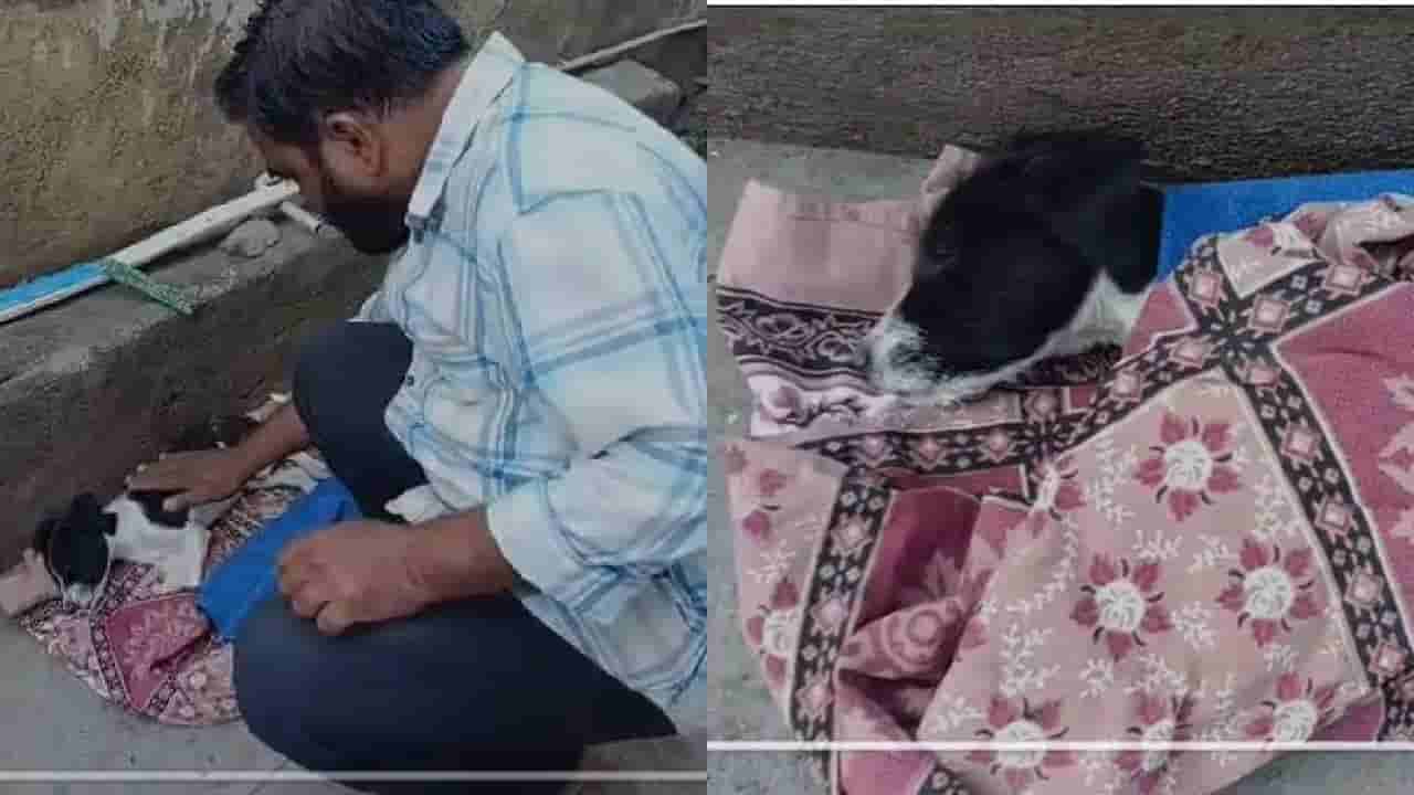 ವಿಜಯಪುರ: ವಿಷ ಹಾಕಿ 20ಕ್ಕೂ ಹೆಚ್ಚು ಬೀದಿನಾಯಿಗಳ ಹತ್ಯೆ, ಮಾಂಸಾಹಾರ ತಿಂದು ಎಲ್ಲೊಂದರಲ್ಲಿ ಸತ್ತು ಬಿದ್ದ ಶ್ವಾನಗಳು