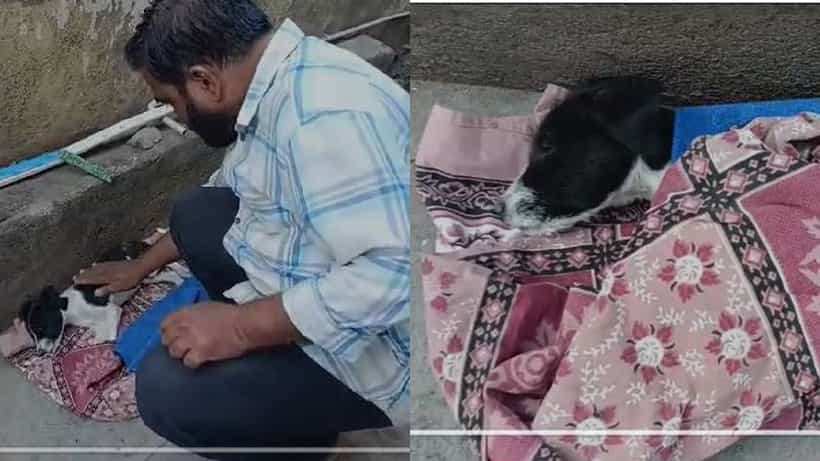 ವಿಜಯಪುರ: ವಿಷ ಹಾಕಿ 20ಕ್ಕೂ ಹೆಚ್ಚು ಬೀದಿನಾಯಿಗಳ ಹತ್ಯೆ, ಮಾಂಸಾಹಾರ ತಿಂದು ಎಲ್ಲೊಂದರಲ್ಲಿ ಸತ್ತು ಬಿದ್ದ ಶ್ವಾನಗಳು