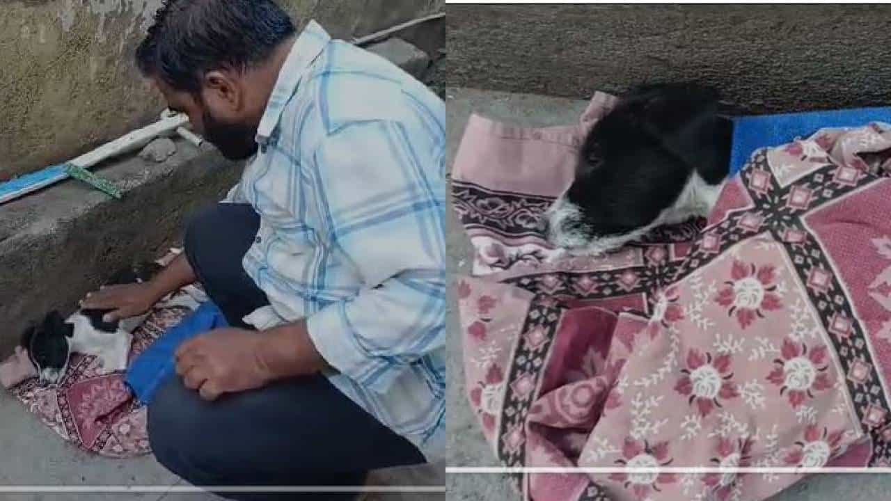 ವಿಜಯಪುರ: ವಿಷ ಹಾಕಿ 20ಕ್ಕೂ ಹೆಚ್ಚು ಬೀದಿನಾಯಿಗಳ ಹತ್ಯೆ, ಮಾಂಸಾಹಾರ ತಿಂದು ಎಲ್ಲೊಂದರಲ್ಲಿ ಸತ್ತು ಬಿದ್ದ ಶ್ವಾನಗಳು ವಿಜಯಪುರ: ವಿಷ ಹಾಕಿ 20ಕ್ಕೂ ಹೆಚ್ಚು ಬೀದಿನಾಯಿಗಳ ಹತ್ಯೆ, ಮಾಂಸಾಹಾರ ತಿಂದು ಎಲ್ಲೊಂದರಲ್ಲಿ ಸತ್ತು ಬಿದ್ದ ಶ್ವಾನಗಳು