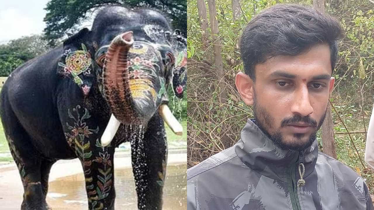 ಅರ್ಜುನನಿಗೆ ಗುಂಡೇಟು ಬಿದ್ದಿಲ್ಲ: ಹಾಗಾದ್ರೆ ಅಂಬಾರಿ ಆನೆ ಮೃತಪಟ್ಟಿದ್ದು ಹೇಗೆ? ಸಾವಿನ ರಹಸ್ಯ ಬಿಚ್ಚಿಟ್ಟ ವೈದ್ಯ ಅರ್ಜುನನಿಗೆ ಗುಂಡೇಟು ಬಿದ್ದಿಲ್ಲ: ಹಾಗಾದ್ರೆ ಅಂಬಾರಿ ಆನೆ ಮೃತಪಟ್ಟಿದ್ದು ಹೇಗೆ? ಸಾವಿನ ರಹಸ್ಯ ಬಿಚ್ಚಿಟ್ಟ ವೈದ್ಯ