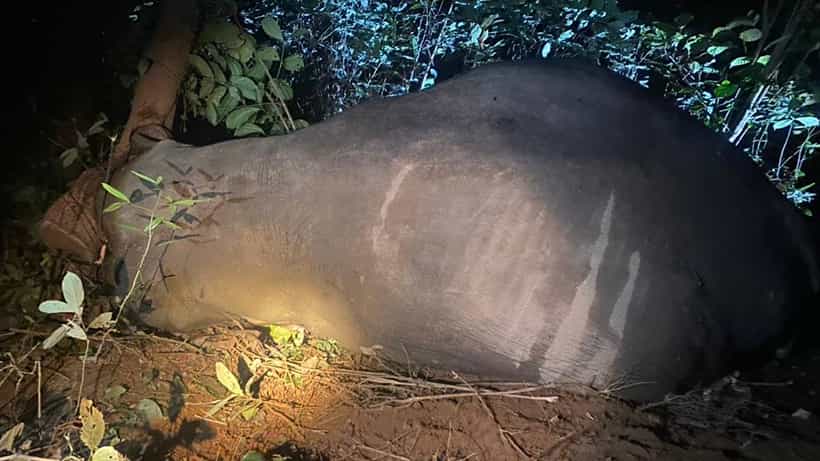ಚಿಕ್ಕಮಗಳೂರು: ಅರಣ್ಯ ಇಲಾಖೆ ಅಧಿಕಾರಿಗಳ ನಿರ್ಲಕ್ಷ್ಯಕ್ಕೆ ಕಾಡಾನೆ ಸಾವು