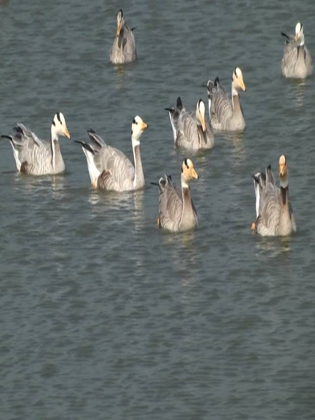 ಮಾಗಡಿ ಕೆರೆಯಲ್ಲಿ ವಿದೇಶಿ ಹಕ್ಕಿಗಳ ಕಲರವ; ವಲಸೆ ಪಕ್ಷಿಗಳಿಗೆ ಆಶ್ರಯ ತಾಣ