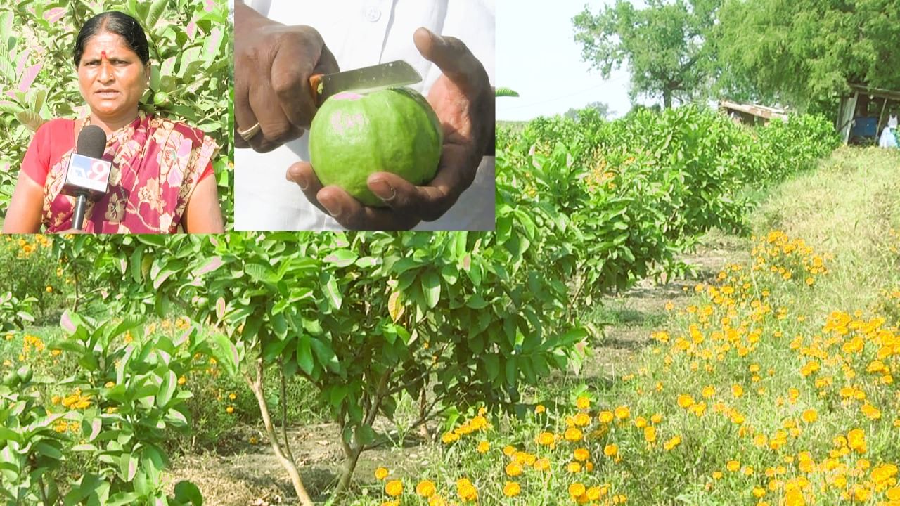 ಬರ ಬರ ಎಂದು ಕೈಕಟ್ಟಿ ಕುಳಿತುಕೊಳ್ಳಲಿಲ್ಲ ಈ ರೈತ; ಡಿಫರೆಂಟ್ ಬೆಳೆ ಬೆಳೆದು ಸೈ ಎನಿಸಿಕೊಂಡಿದ್ದಾನೆ!