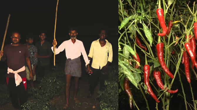ಮೆಣಸಿನಕಾಯಿಗೆ ಚಿನ್ನದ ಬೆಲೆಯೆಂದು ರೈತರು ಖುಷಿಯಲ್ಲಿಲ್ಲ, ಕಳ್ಳರ ಹಾವಳಿ