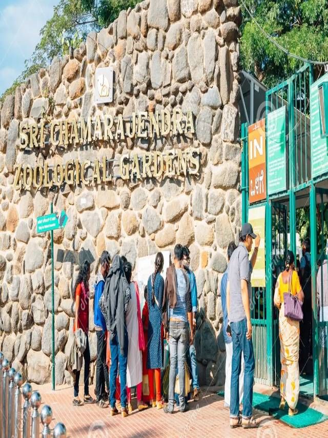 ಮೈಸೂರು ಚಾಮರಾಜೇಂದ್ರ ಮೃಗಾಲಯಕ್ಕೆ 2 ಲಕ್ಷಕ್ಕೂ ಅಧಿಕ ಪ್ರವಾಸಿಗರು ಭೇಟಿ