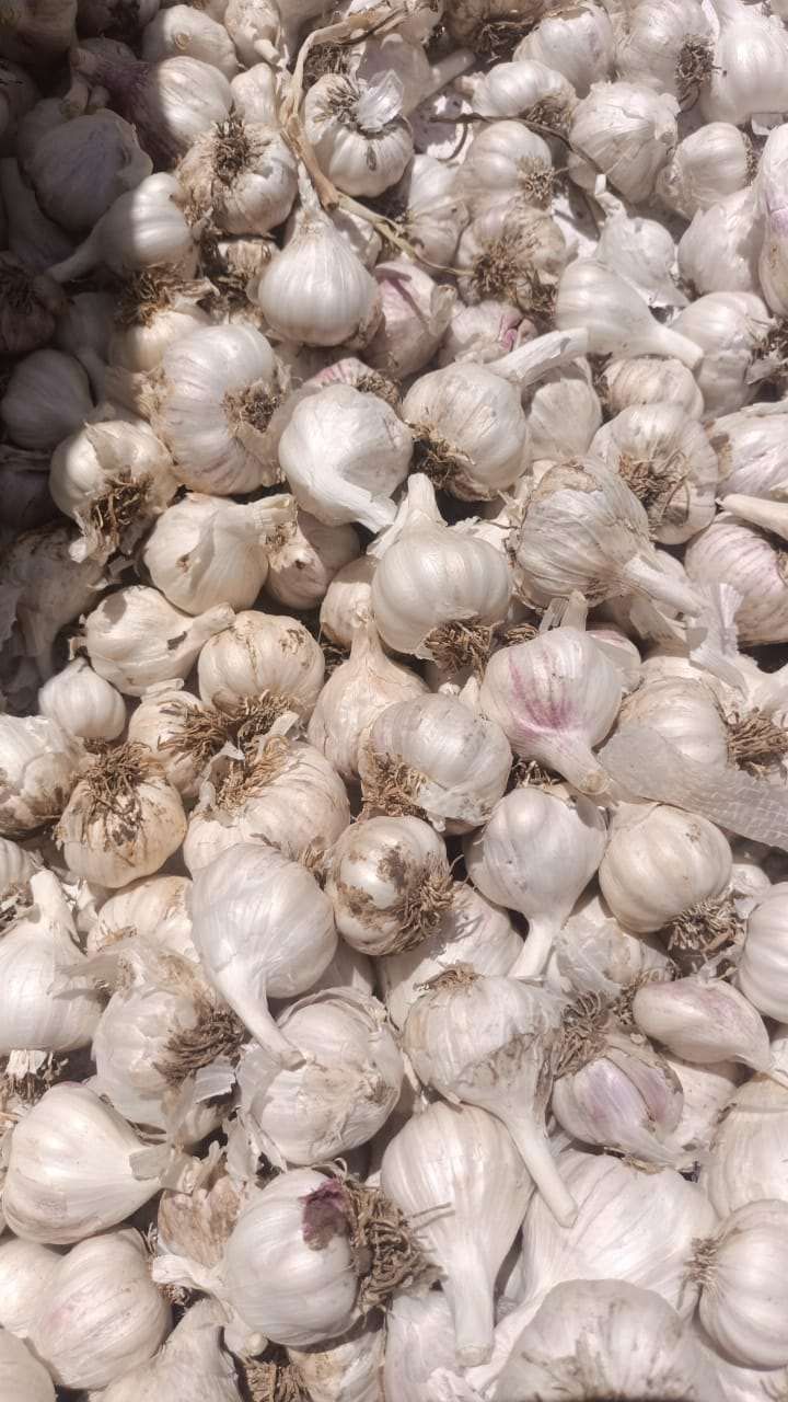 ‌ಒಂದು ಕೆಜಿ ಬೆಳ್ಳುಳ್ಳಿಯ ಬೆಲೆ 380ರೂ. ಆಗಿದೆ.