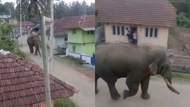 ಹಾಸನ: ಗ್ರಾಮದೆಲ್ಲೆಡೆ ಕಾಡಾನೆ ಭೀಮನ ಓಡಾಟ, ಜನರಲ್ಲಿ ಆತಂಕ ಹಾಸನ: ಗ್ರಾಮದೆಲ್ಲೆಡೆ ಕಾಡಾನೆ ಭೀಮನ ಓಡಾಟ, ಜನರಲ್ಲಿ ಆತಂಕ