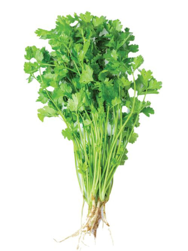 ಕೊತ್ತಂಬರಿ ಸೊಪ್ಪು ಕೇವಲ ಅಡುಗೆಗೆ ಮಾತ್ರವಲ್ಲ, ಆರೋಗ್ಯ ಪ್ರಯೋಜನಗಳನ್ನೂ ತಿಳಿದುಕೊಳ್ಳಿ TV9 Kannada