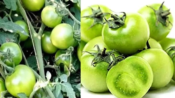 ಹಸಿರು ಟೊಮೆಟೊ ಕಾಯಿ ತಿನ್ನುವುದರಿಂದ ಆರೋಗ್ಯ ಪ್ರಯೋಜನೆಗಳೇನು?