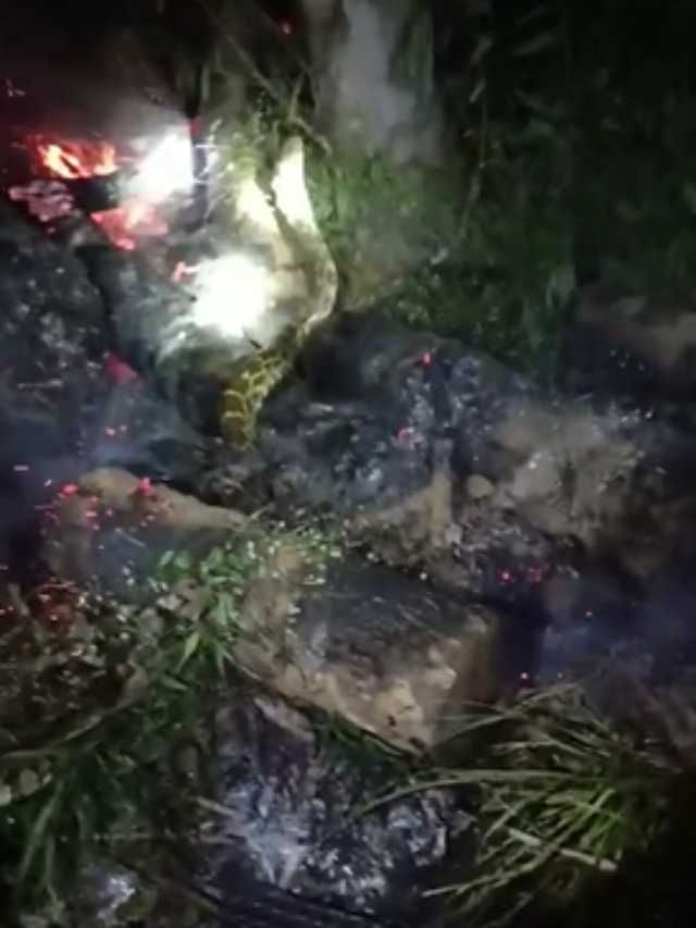 ಮೈಸೂರು: ಬೆಂಕಿಯಲ್ಲಿ ಸಿಲುಕುತ್ತಿದ್ದ 10 ಅಡಿ ಉದ್ದದ ಹೆಬ್ಬಾವು ರಕ್ಷಣೆ