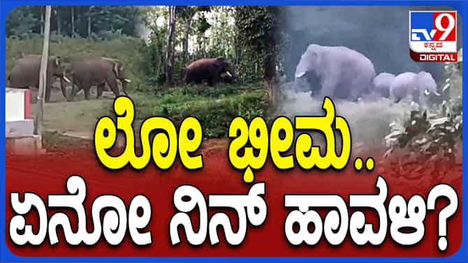 ಆನೆ ಭೀಮ ಮತ್ತೆ ಗ್ರಾಮಕ್ಕೆ ಎಂಟ್ರಿ, ಗಾಂಭೀರ್ಯ ನಡಿಗೆ ನೋಡಿ