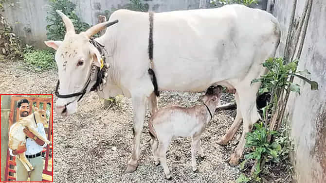 ದೇಶದಲ್ಲೇ ಪ್ರಥಮ ಬಾರಿಗೆ ಬಾಡಿಗೆ ತಾಯ್ತನದ ಮೂಲಕ ಜನಿಸಿದ ಕರು