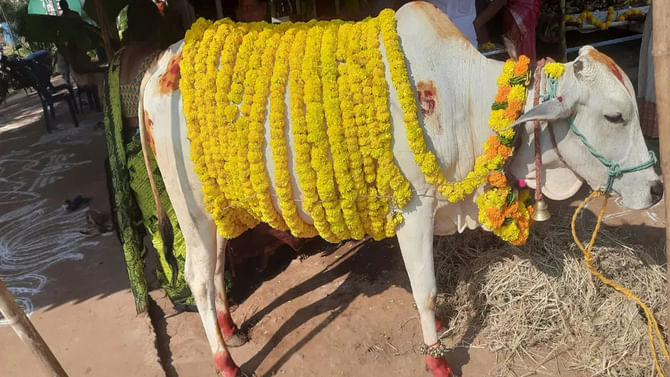 ಪಶ್ಚಿಮ ಗೋದಾವರಿಯಲ್ಲಿ ಹಸುವಿಗೆ ಸೀಮಂತ ಮತ್ತು ಕರುವಿಗೆ ತೊಟ್ಟಿಲು ಶಾಸ್ತ್ರ