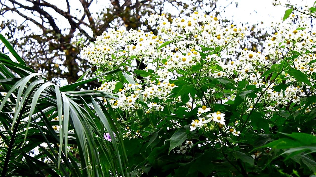 ಕಾಡು ಮೇಡುಗಳಲ್ಲಿ ಹೊಸ ಬಗೆಯ ಆಕರ್ಷಕ ಕಾಡು ಮಲ್ಲಿಗೆ ಹೂವುಗಳು ತಲೆದೂಗಿ ನಸುನಗಲು ಶುರುಮಾಡ್ತವೆ. ಮಂಜು ಮುಸುಕಿದ ವಾತಾವರಣದಲ್ಲಿ ಈ ಹೂವುಗಳ ಅಂದ ಚೆಂದವನ್ನು ಆಸ್ವಾಧಿಸುವುದೇ ಒಂದು ಖುಷಿ. 