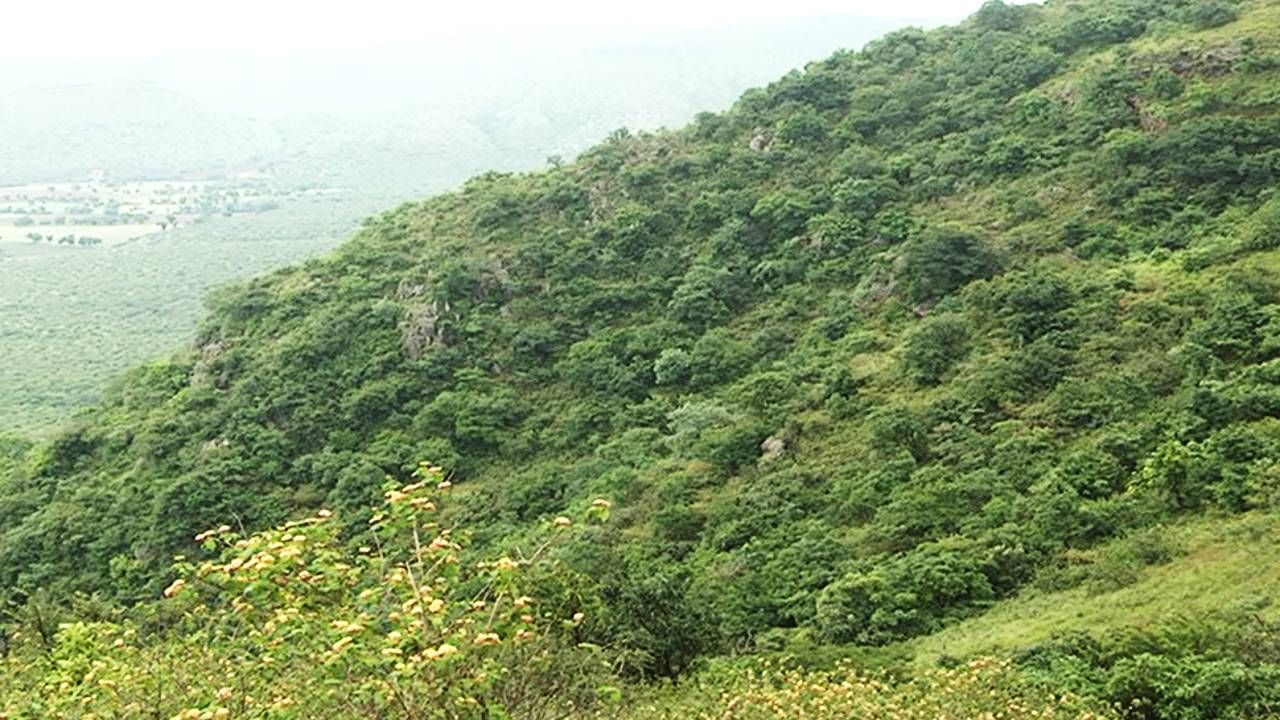 ಡಿಸೆಂಬರ್ 6ರಂದು ಕಪ್ಪತ್ತಗುಡ್ಡ ಉತ್ಸವ! ಪರಿಸರ ಪ್ರೇಮಿಗಳಿಂದ ಗಣಿ ಕುಳಗಳಿಗೆ ಎಚ್ಚರಿಕೆ ಸಂದೇಶ ಡಿಸೆಂಬರ್ 6ರಂದು ಕಪ್ಪತ್ತಗುಡ್ಡ ಉತ್ಸವ! ಪರಿಸರ ಪ್ರೇಮಿಗಳಿಂದ ಗಣಿ ಕುಳಗಳಿಗೆ ಎಚ್ಚರಿಕೆ ಸಂದೇಶ