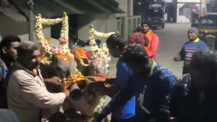 ಕೋಲಾರದಲ್ಲಿ ಹಳ್ಳಿಕಾರ್ ಹಸುಗಳ ಅದ್ದೂರಿ ಹುಟ್ಟುಹಬ್ಬ ಆಚರಿಸಿದ ರೈತ; ವಿಡಿಯೋ ಇಲ್ಲಿದೆ ಕೋಲಾರದಲ್ಲಿ ಹಳ್ಳಿಕಾರ್ ಹಸುಗಳ ಅದ್ದೂರಿ ಹುಟ್ಟುಹಬ್ಬ ಆಚರಿಸಿದ ರೈತ; ವಿಡಿಯೋ ಇಲ್ಲಿದೆ