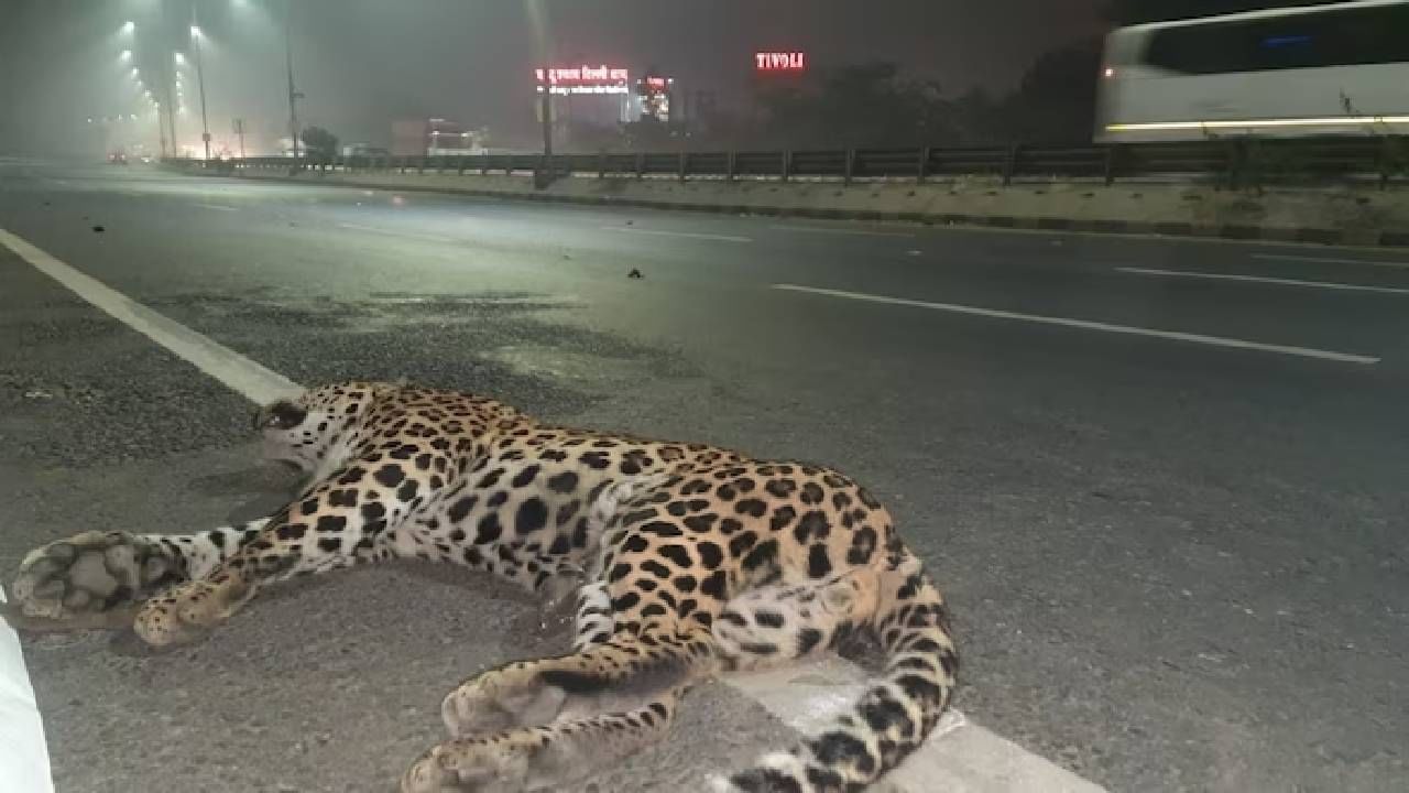 ದೆಹಲಿಯ ರಸ್ತೆಯಲ್ಲಿ ಚಿರತೆ ಮರಿ ಶವವಾಗಿ ಪತ್ತೆ