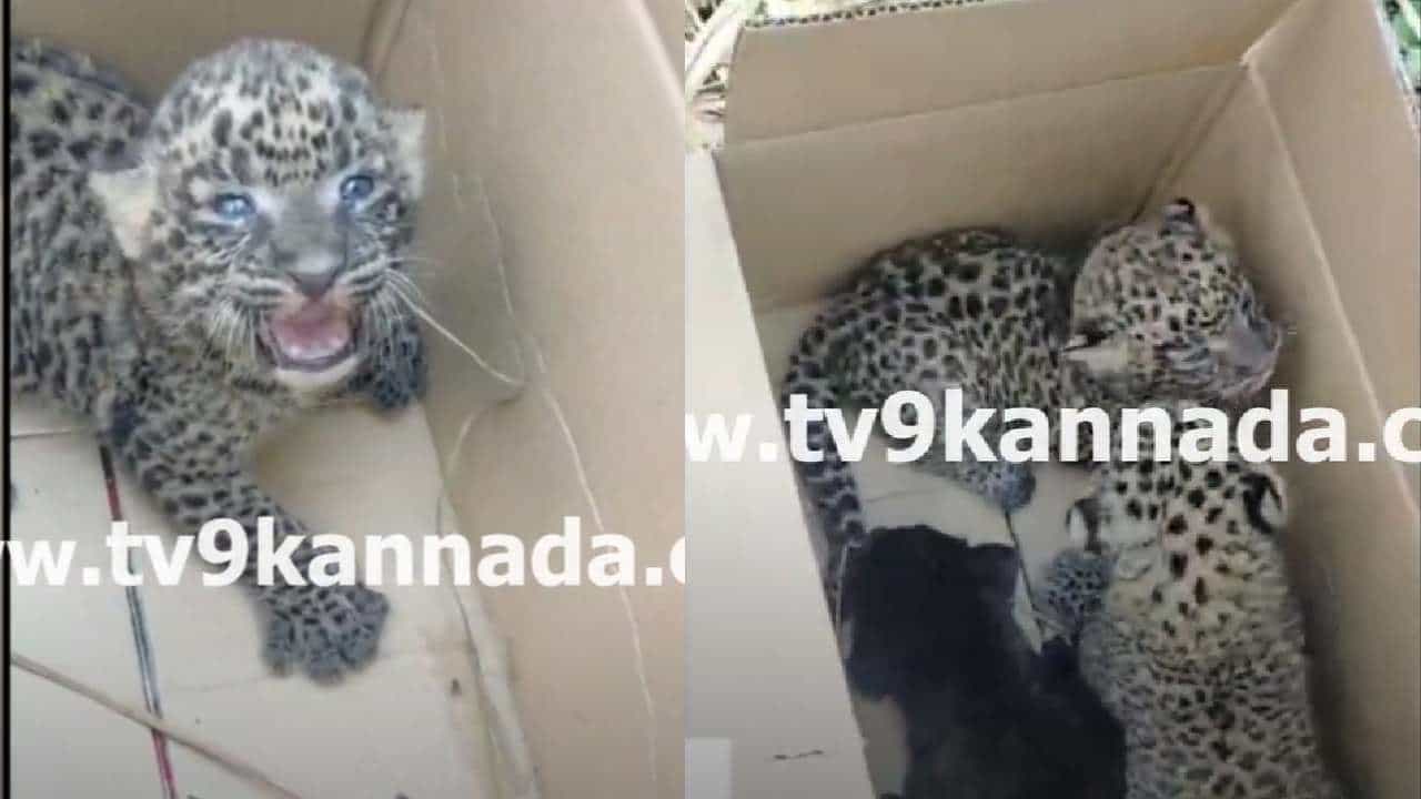 ಮೈಸೂರು: ಪತ್ತೆಯಾದ ಮೂರು ಚಿರತೆ ಮರಿಗಳನ್ನು ತಾಯಿ ಜೊತೆ ಸೇರಿಸಿದ ಅರಣ್ಯ ಸಿಬ್ಬಂದಿ ಮೈಸೂರು: ಪತ್ತೆಯಾದ ಮೂರು ಚಿರತೆ ಮರಿಗಳನ್ನು ತಾಯಿ ಜೊತೆ ಸೇರಿಸಿದ ಅರಣ್ಯ ಸಿಬ್ಬಂದಿ