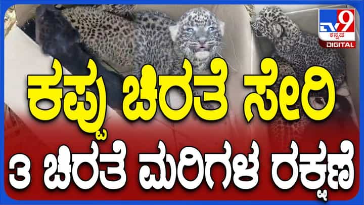 ಕಬ್ಬಿನ ಗದ್ದೆಯೊಂದರಲ್ಲಿ ಮೂರು ಚಿರತೆ ಮರಿ ಪತ್ತೆ, ಮೂರರಲ್ಲಿ ಒಂದು ಕಪ್ಪು! ಕಬ್ಬಿನ ಗದ್ದೆಯೊಂದರಲ್ಲಿ ಮೂರು ಚಿರತೆ ಮರಿ ಪತ್ತೆ, ಮೂರರಲ್ಲಿ ಒಂದು ಕಪ್ಪು!
